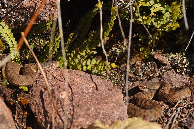 Vipera aspis e Colubro liscio